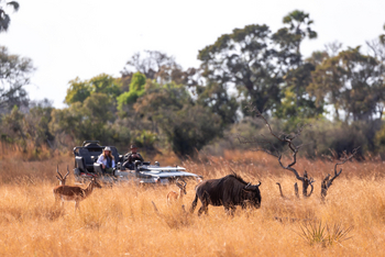 Abu Camp Abu Camp: Gnus und Impala