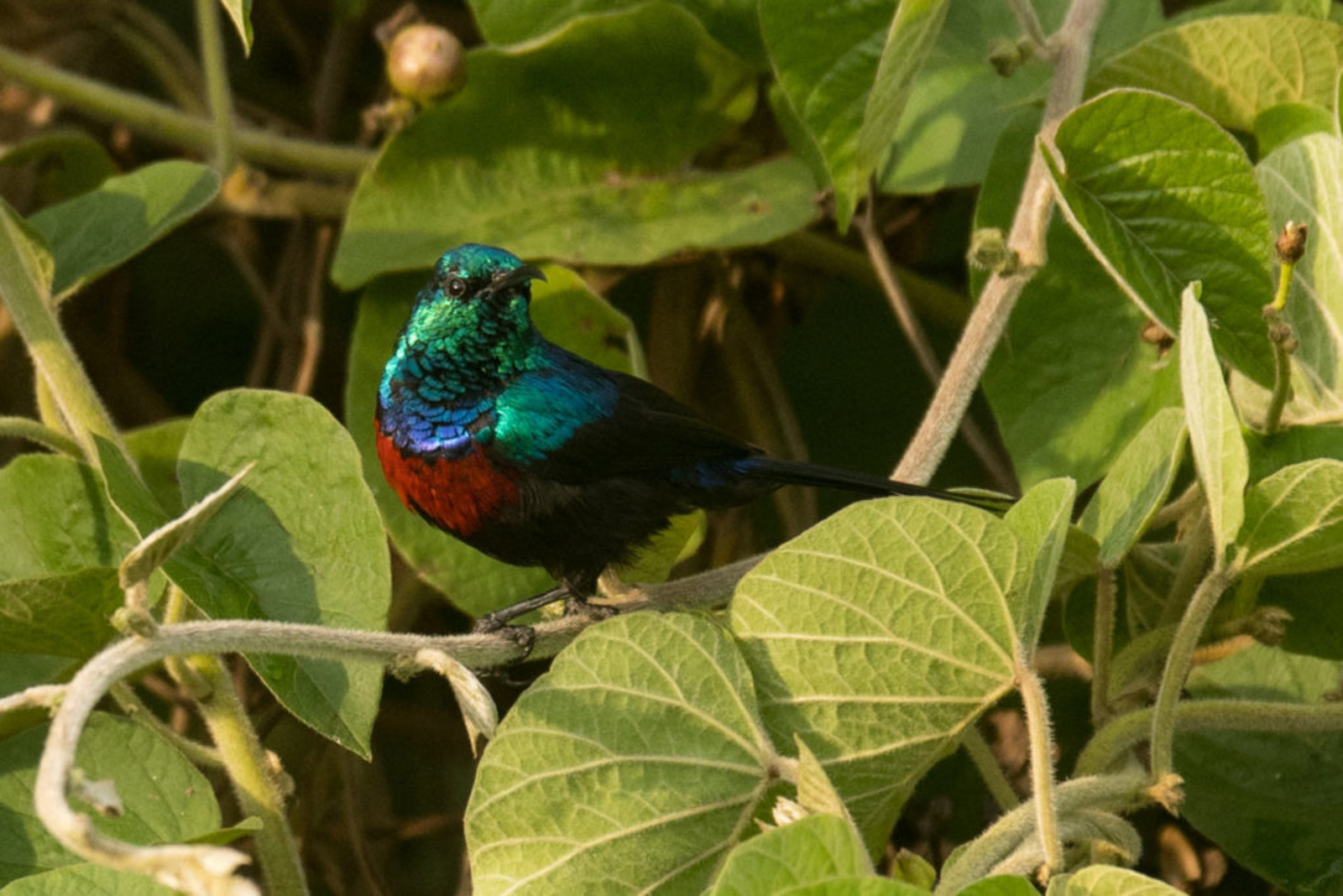 Akagera Game Lodge Akagera Game Lodge