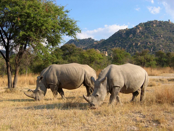 Amalinda Lodge: Rhino Tracking