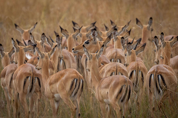 Anantara Tented Camp Kafue River: Antilopenherde weidet im sanften Morgenlicht