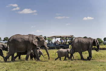 Angama Mara: Begegnung mit Elefantenherde auf Safari