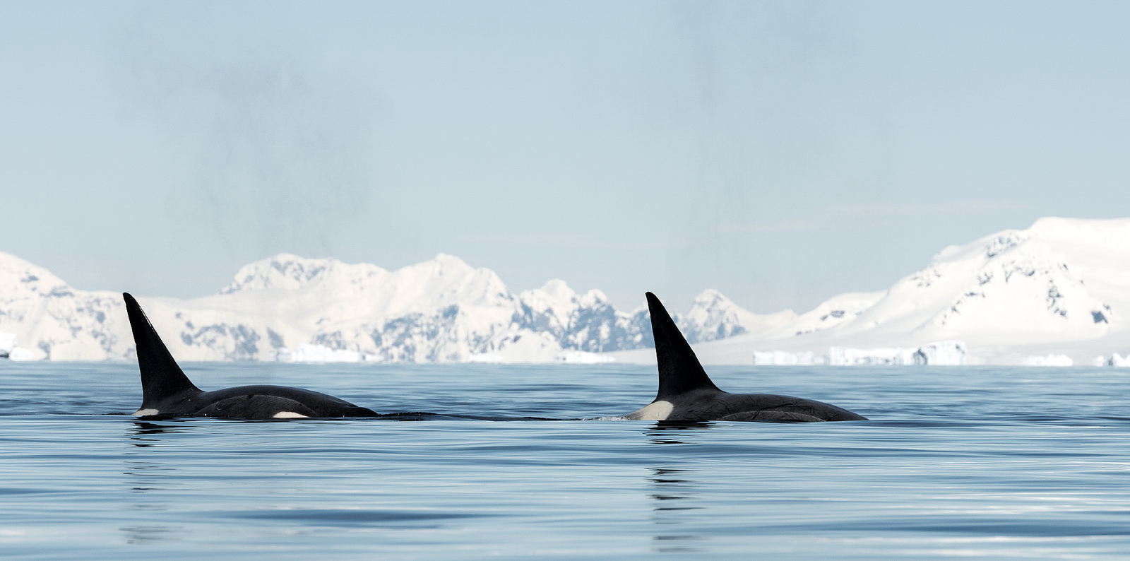 Antarctica21 Tiere Antarctica21 Tiere