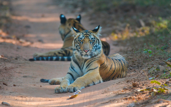 Bandhavgarh Jungle Lodge: Ruhender Tiger
