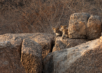 Bera Safari Lodge: Leopardenbabies