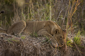Bushcamp Company: Löwin