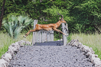 Chem Chem Lodge: Impala