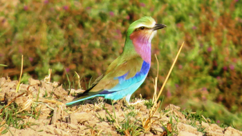 Chikunto Safari Lodge Chikunto Safari Lodge: Gabelracke