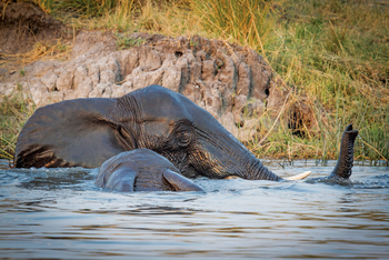 Chobe Game Lodge: Schwimmender Elefant