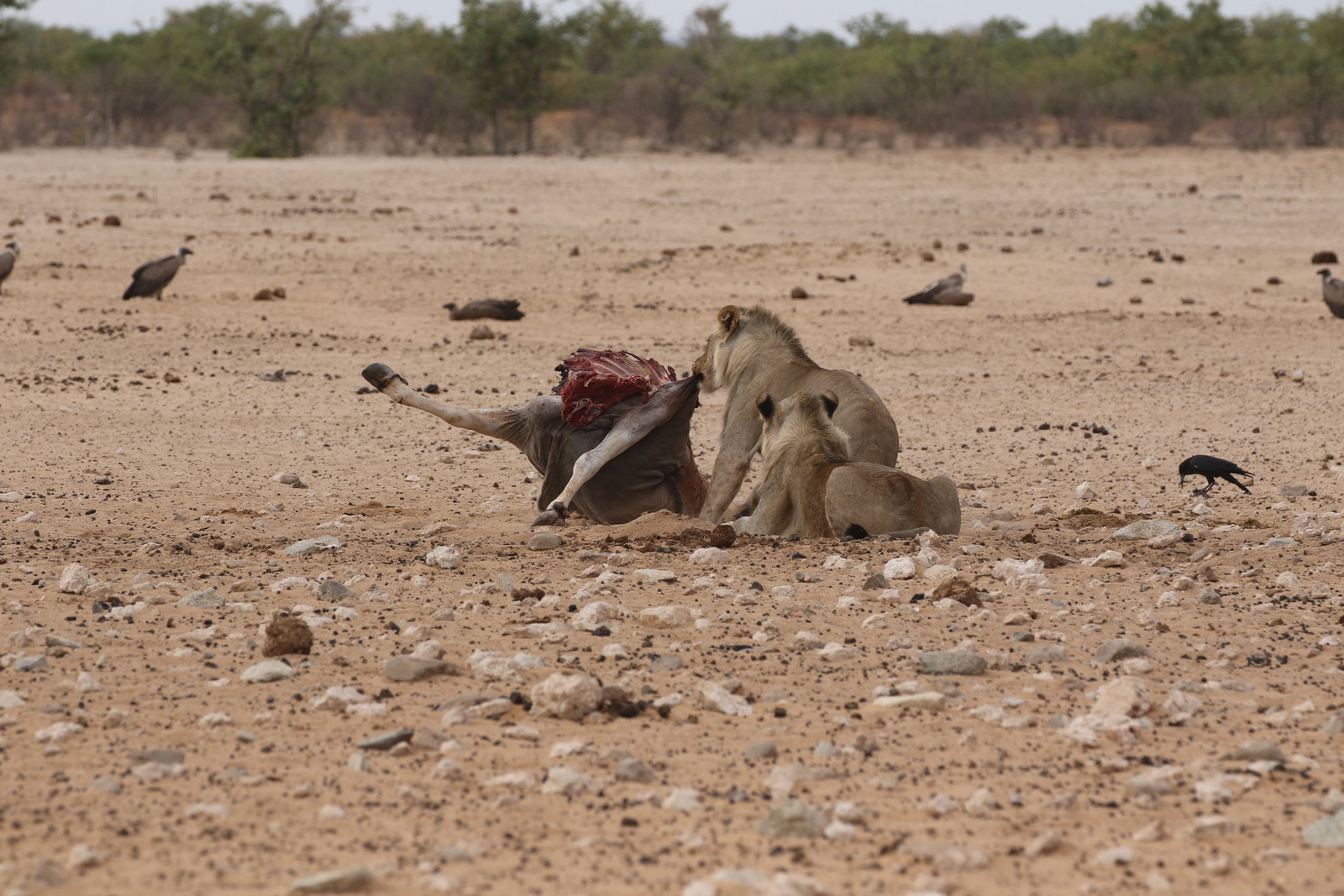 Dolomite Camp Dolomite Camp: Junge Löwen mit Eland