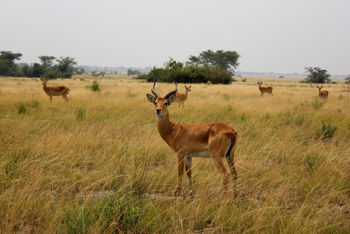 Enjojo Lodge: Impala-Bock