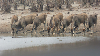 Ghoha Hills Savuti Lodge Ghoha Hills Savuti Lodge: Elenantilopen