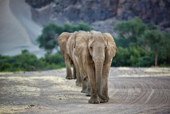 Hoanib Elephant Camp: Single File