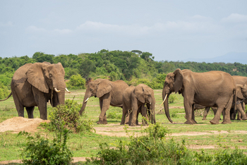 Honey Bear Bushcamp: Elefanten am Kazinga