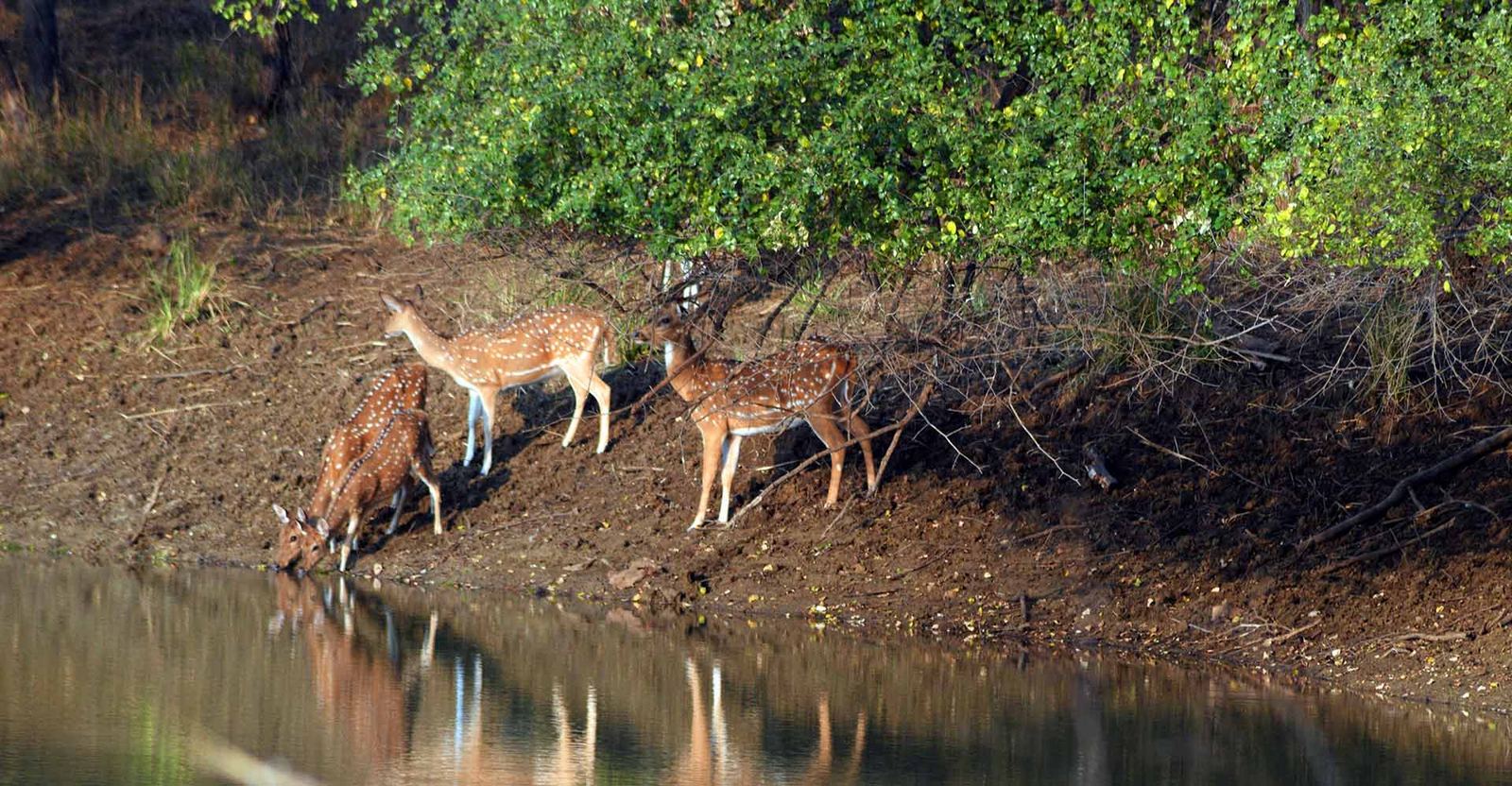 Jharana Jungle Lodge Jharana Jungle Lodge: Axis-Hirsch