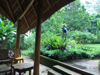 Kibale Forest Camp: Garten