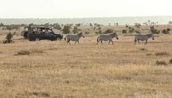 Kicheche Laikipia Camp: Zebras