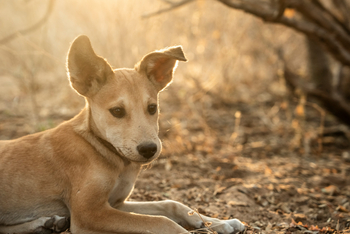 Kisima Ngeda Camp: Hadzabe-Jagd