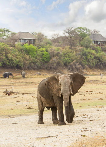 Leroo La Tau Lodge: Elefant vor den Chalets