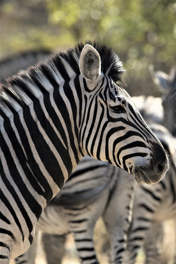 Linyanti Ebony Linyanti Ebony: Zebra