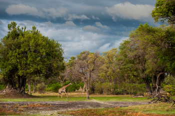 Little Vumbura Camp: Giraffe