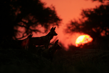 Little Vundu Camp Little Vundu Camp: Wildhundsilhouetten