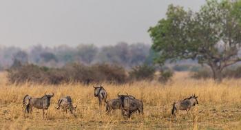Luambe Camp: Cookson Wildebeest