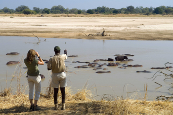Luangwa Bush Camping Luangwa Bush Camping: Walking Safari