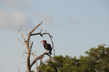 Macatoo Camp: Ground Hornbill