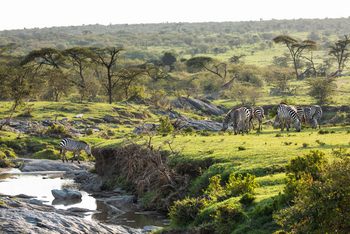 Mara Toto Tree Camp: Zebras