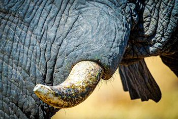 Mogogelo Camp Mogogelo Camp: Stoßzahn