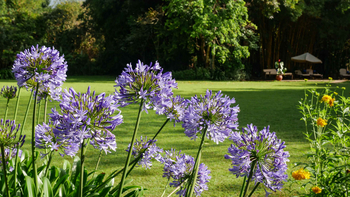 Moivaro Lodge: Agapanthusblüten im Tageslicht des Gartens