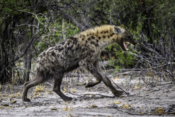 Mombo Camp: Angriffslustige Hyäne