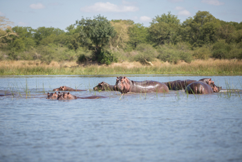 Mvuu Lodge: Hippo-Pod