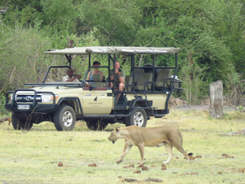 Nogatsaa Pans Chobe Lodge: Löwin