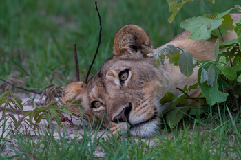 Ntemwa Busanga Bushcamp Ntemwa Busanga Bushcamp: Löwenkopf