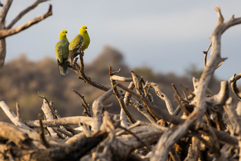 Ol Donyo Lodge: African Green Pidgeons