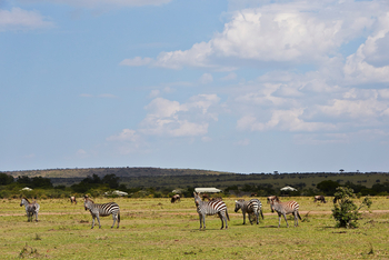 Olare Mara Kempinski: Zebraherde