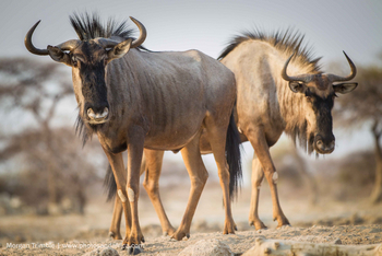 Onguma Reserve: Gnus