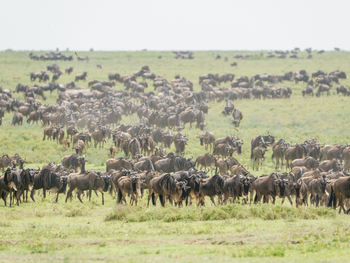 Roving Bushtops Camp: Gnuherde