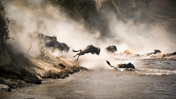 Serengeti Mara River Camp: River Crossing