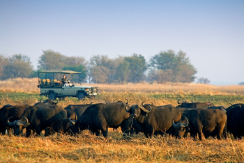 Shumba Camp Shumba Camp: Büffel