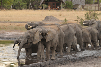 The Hide: Beobachtung aus dem Unterstand