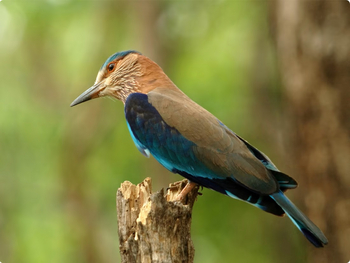 The Serai Kabini: Indian Roller