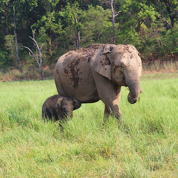 The Wildflower Resort The Wildflower Resort: Elefantenkuh mit Kalb