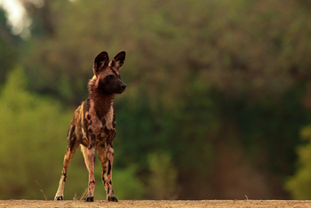 Vundu Camp Vundu Camp: Aufmerksamer Wildhund