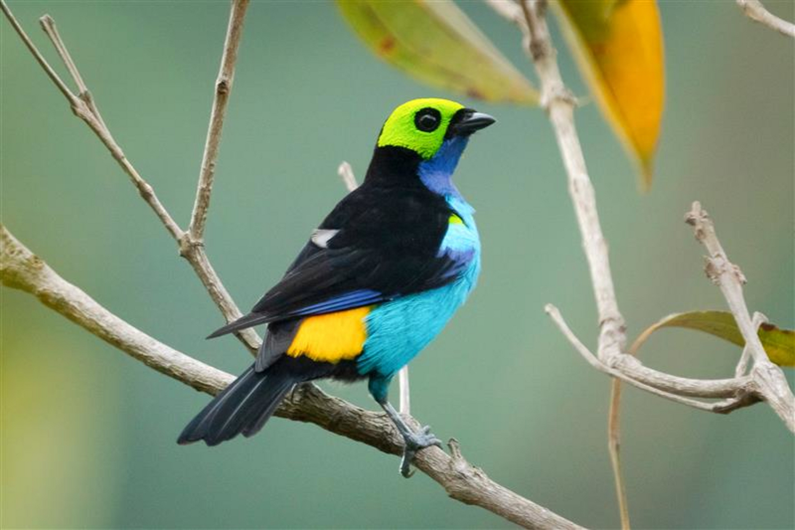 andBeyond Amazon Explorer andBeyond Amazon Explorer