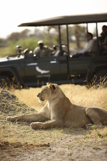 andBeyond Sandibe under Canvas: Löwin