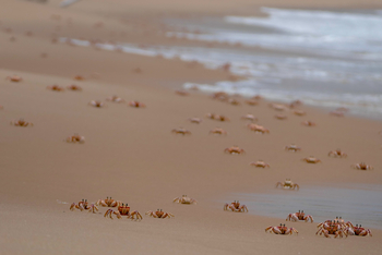 Anantara Bazaruto Island Resort: Krabben