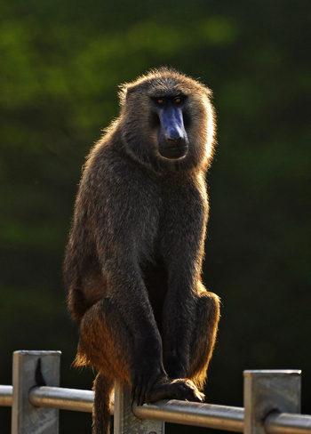 Anyadwe House: Pavian