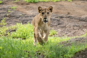 Asiatic Lion Lodge Asiatic Lion Lodge: Junger Löwe